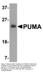 PUMA Antibody