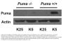 PUMA Antibody