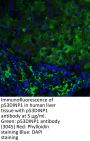 p53DINP1 Antibody