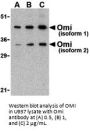 OMI Antibody