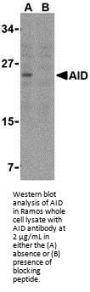 AID Antibody