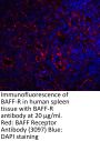 BAFF Receptor Antibody
