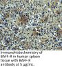 BAFF Receptor Antibody