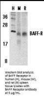 BAFF Receptor Antibody