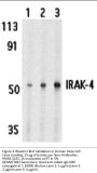 IRAK-4 Antibody