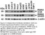 IRAK-4 Antibody