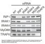 IRAK-4 Antibody