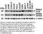 IRAK-4 Antibody
