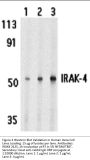 IRAK-4 Antibody