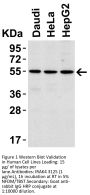 IRAK-4 Antibody