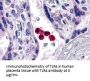 TLR4 Antibody