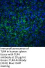 TLR4 Antibody