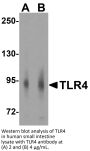 TLR4 Antibody
