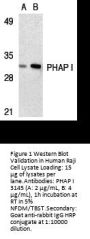 PHAP I Antibody
