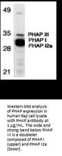 PHAP Antibody