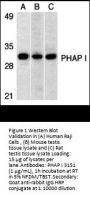 PHAP I Antibody
