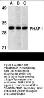 PHAP I Antibody