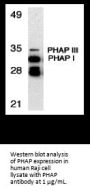 PHAP Antibody