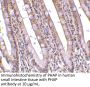 PHAP Antibody