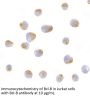 Bcl-B Antibody