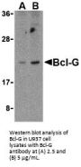 Bcl-G Antibody