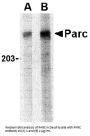 PARC Antibody