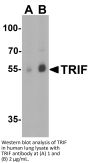 TRIF Antibody