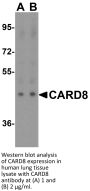 CARD8 Antibody
