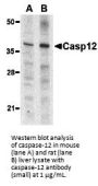Caspase-12 Antibody (Small)