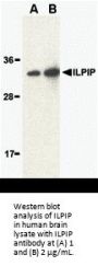 ILPIP Antibody
