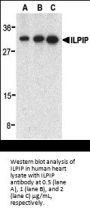 ILPIP Antibody