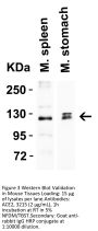 ACE2 Antibody