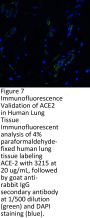 ACE2 Antibody