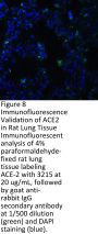 ACE2 Antibody