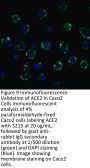 ACE2 Antibody