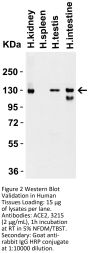ACE2 Antibody