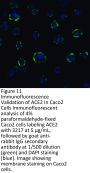 ACE2 Antibody