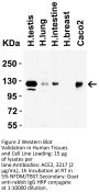 ACE2 Antibody