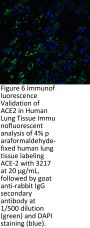 ACE2 Antibody