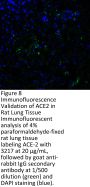 ACE2 Antibody