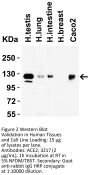 ACE2 Antibody