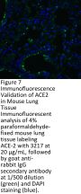 ACE2 Antibody