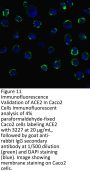 ACE2 Antibody