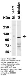 ACE2 Antibody