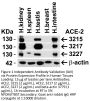 ACE2 Antibody