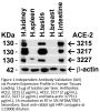 ACE2 Antibody