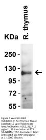 ACE2 Antibody
