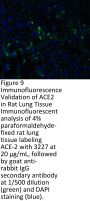 ACE2 Antibody