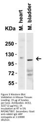 ACE2 Antibody