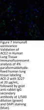 ACE2 Antibody